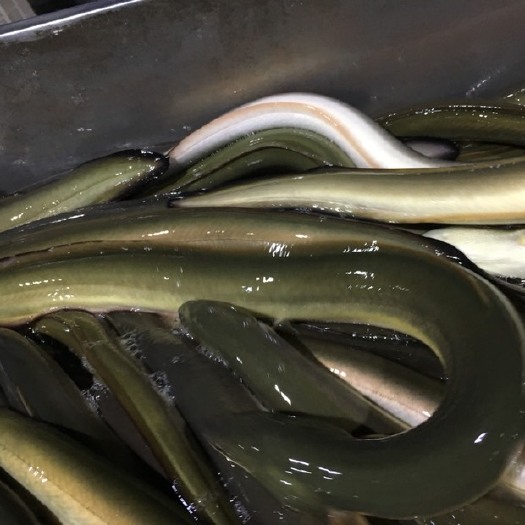 佛山黄鳗（1.5-2斤）