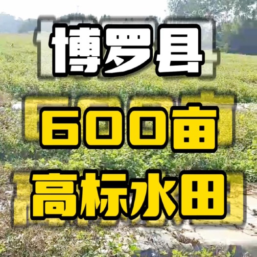 博罗县博罗600亩水田出租，三通，水土路配套完善