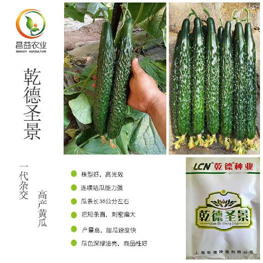 乾德圣景黄瓜种籽孑 强雌油亮型耐寒春秋越冬种植嫁接苗黄瓜种子