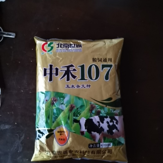 滑县中禾107玉米种，德国拜耳高巧，半马齿形，白穗轴！！