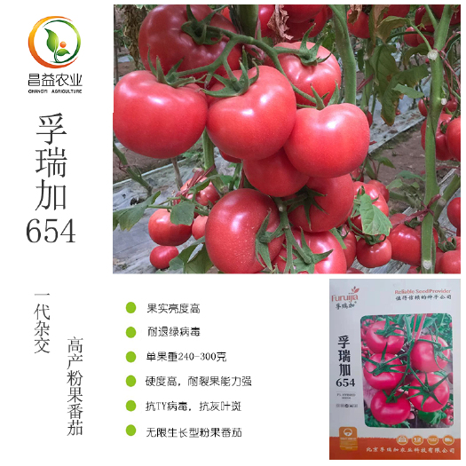 寿光市孚瑞加654硬粉番茄种籽孑 抗病毒耐裂亮度好精品大西红柿种子