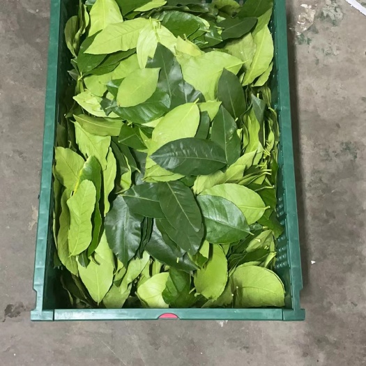 开平市柠檬叶