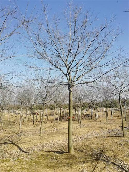 肥西县15-16公分朴树基地价格美丽