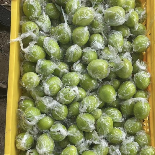 青枣牛奶青枣 冬青枣 蜜丝青枣 广西甜脆大青枣子大鲜枣子