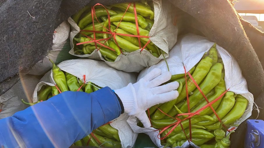 寿光市通货尖椒现摘现发产地货源电商社区团购赶集商超螺丝椒泡椒量大