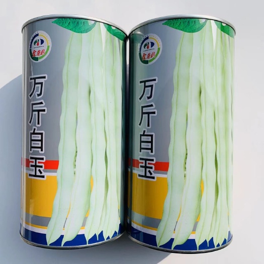 沭阳县四季豆种子万斤白玉架豆种子早熟菜豆种子荚条白绿色抗病豆角种子