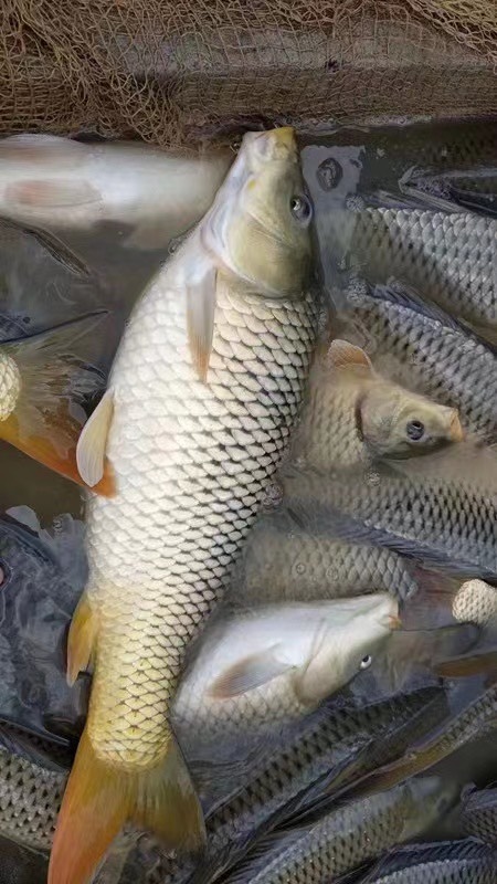 鲤鱼苗，大小规格齐全常年供应