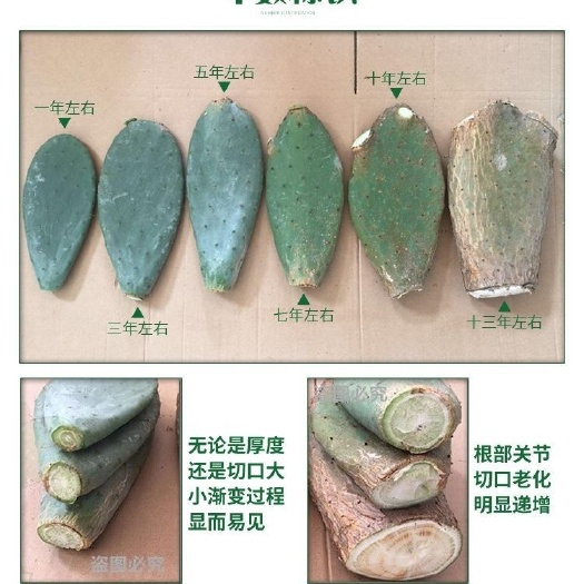 忻城县米邦塔仙人掌可药用食用内服外敷灌肤类植物盆栽室内嫁接多肉