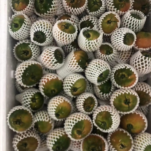 银川草莓番茄