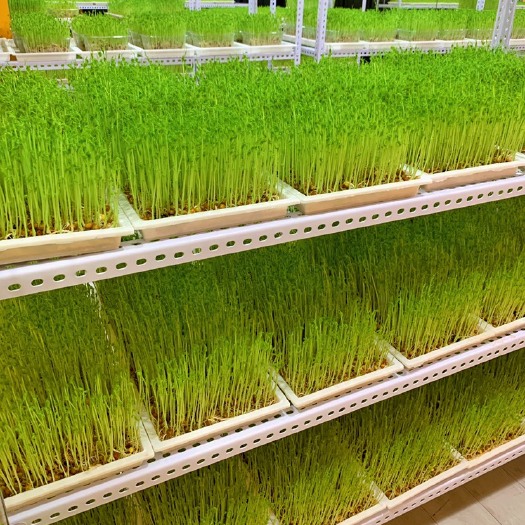 龙门县豌豆苗 精品