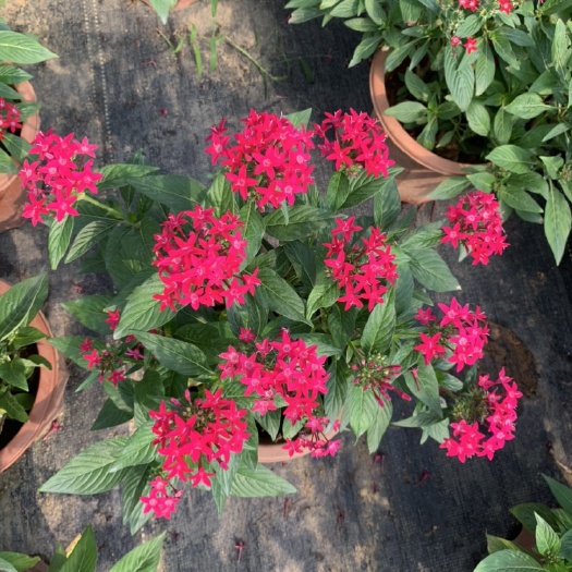 五星花，繁星花