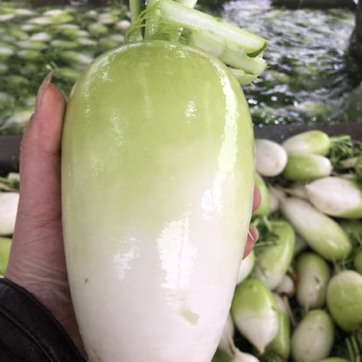 蒲江县青萝卜