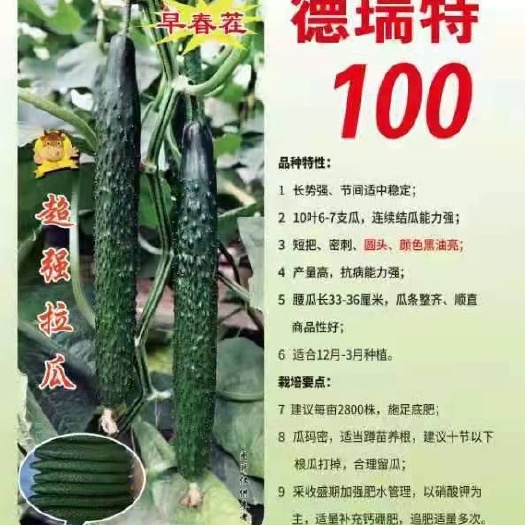 寿光市黄瓜种苗 强磁早春德瑞特系列黄瓜苗 早春茬