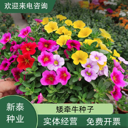 长沙矮牵牛花种子四季开花不断阳台庭院易种活花卉盆栽植物种子