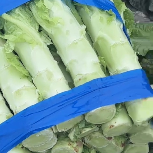台州台州红叶莴笋