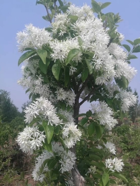 潍坊流苏8公分