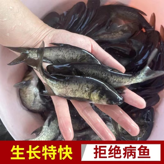 建湖县特大鱼苗大头，花鲢鱼苗，胖头鱼，黑鲢鱼苗，淡水养殖，技术指导