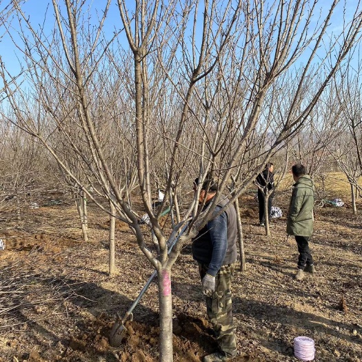 晚樱8—10公分，苗圃500亩，大量供应中。