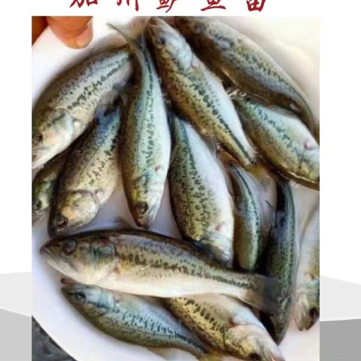 鲈鱼苗,技术员上门指导,送开口料,量大从优