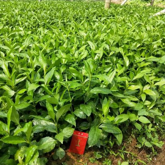 信丰县草珊瑚苗 /九节茶，自家苗圃无中间商赚差价，欢迎实地考察