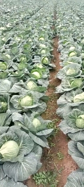 天门市包菜