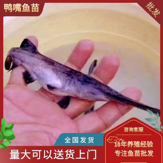 高州市优质鸭嘴鱼苗 驯化吃料 基地直发 全国可到