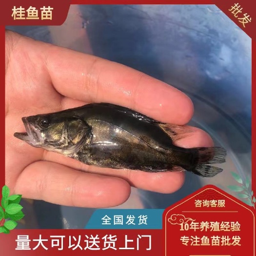  饲料桂鱼苗 现货桂鱼苗桂花鱼苗 鳜鱼苗淡水鱼苗批发翘嘴鳜鱼