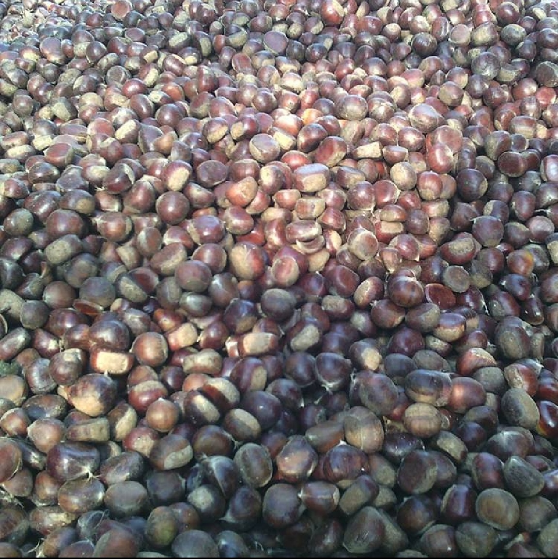 沂蒙山板栗油板栗子香甜可口