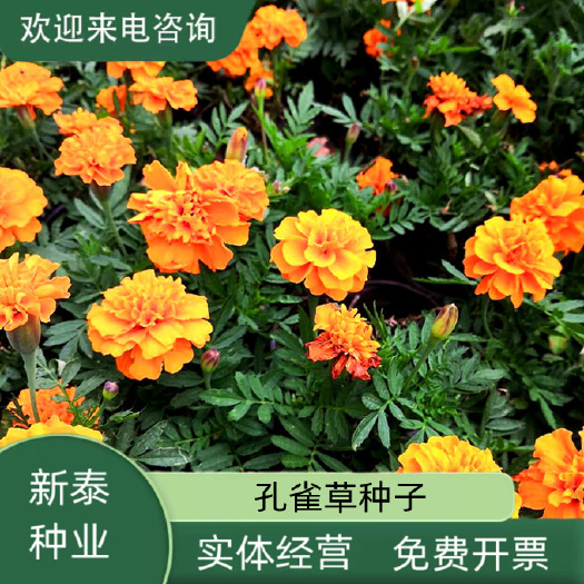 孔雀草种子 孔雀草花卉种子混色重瓣草花种子庭院室外景观花卉四