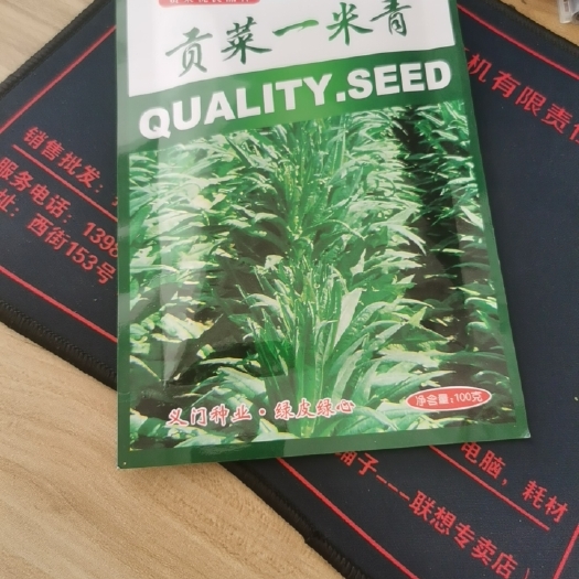 宾川县义门苔干大理贡菜一米青种子