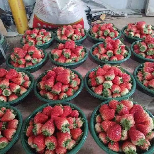 红颜草莓大量出售