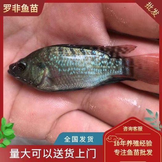海南一号罗非鱼苗 吉富罗非鱼苗 快大耐高温 鱼场直销欢迎咨