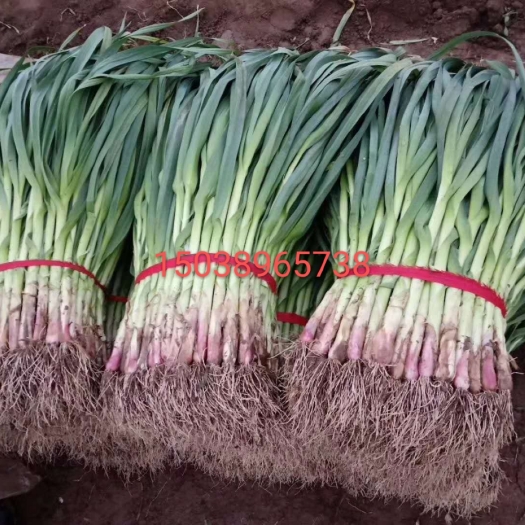 禹州市红根蒜苗   玻璃翠香芹大量上市！