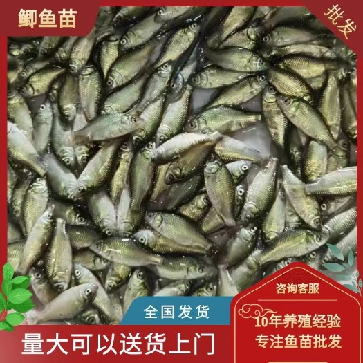 中科五号 鲫鱼苗 快大耐氧欢迎选购 全国发货