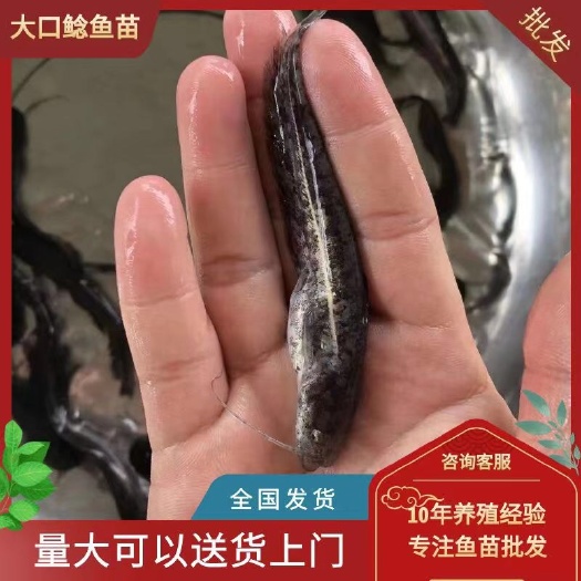 高州市大口鲶鱼苗 杂交鲶鱼苗 南方大口鲶鱼苗 基地直销 鲜活直达