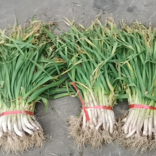 洋县陕西汉中精品红根蒜苗大量上市，物美价廉。