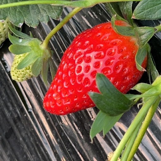 西安新鲜奶油草莓
