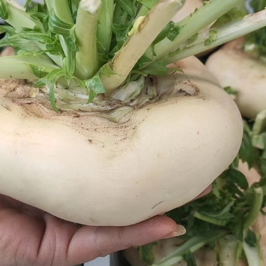 三门县三门高山盘菜