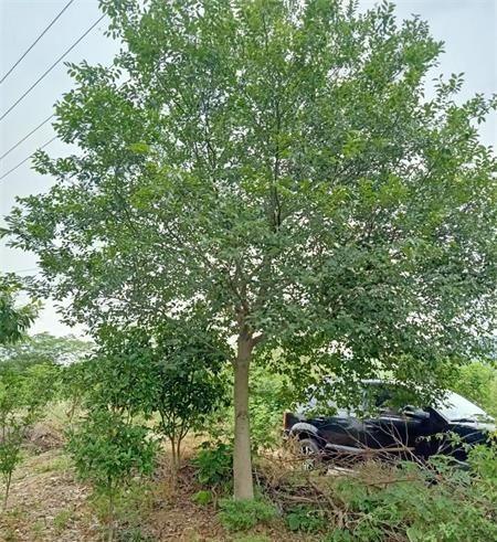 肥西县28公分30公分朴树基地批发