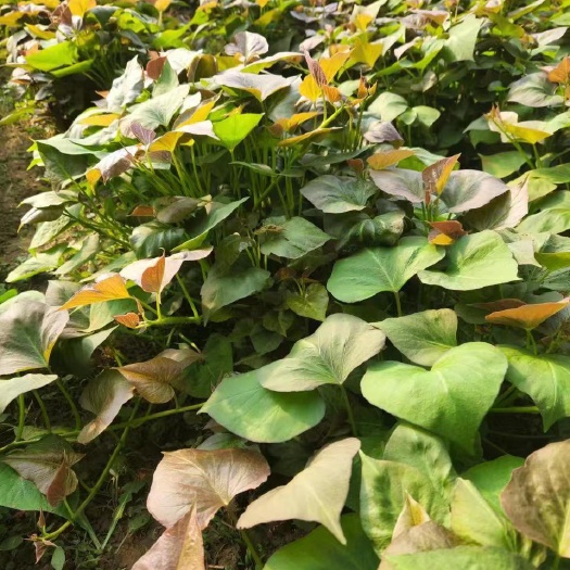 邹城市烟蜜薯红薯苗  蜜薯 烟蜜薯种苗 大田苗     烤地