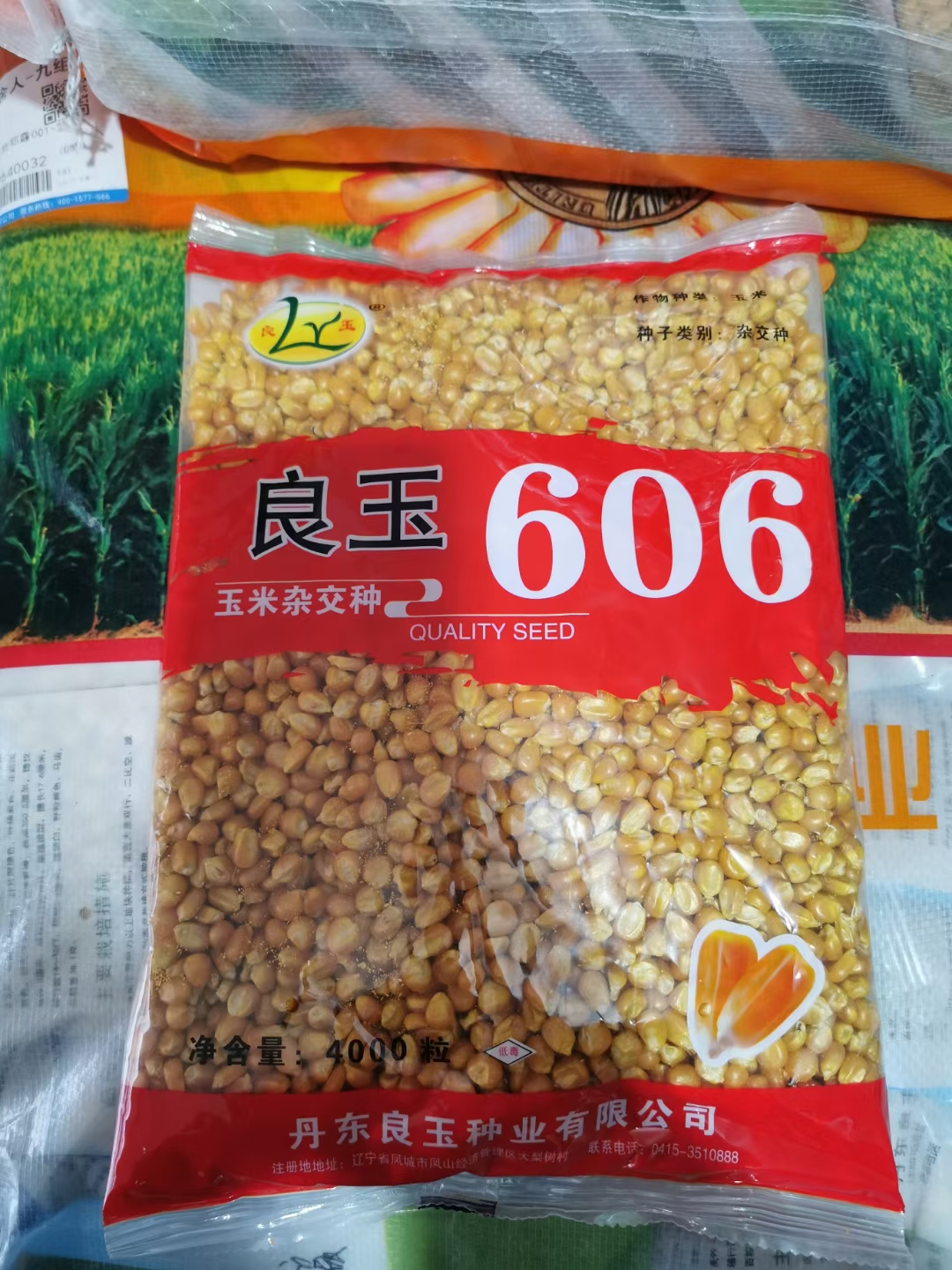 良玉99后续品种良玉606红轴大棒产量高
