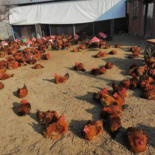 泌阳县良凤花