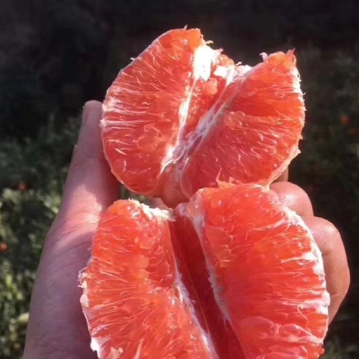 仁寿县3年苗，卡拉脐橙苗，红肉脐橙苗，红心橙苗
