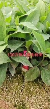 荔浦市五指毛桃苗，供应优质无纺布营养杯五指毛桃苗