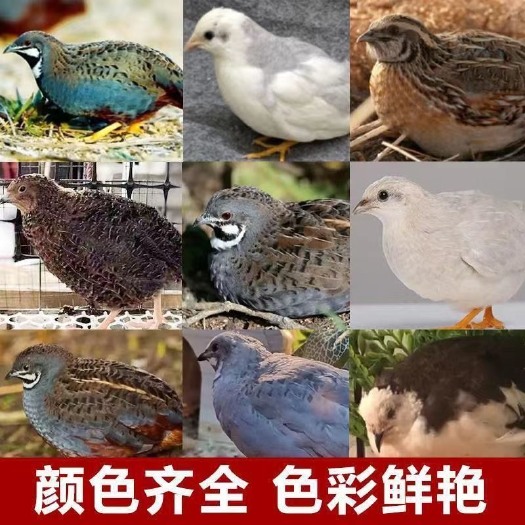 深圳网红迷你宠物芦丁鸡礼服瓦灰纯白等全色随机发指定品相联系客服选