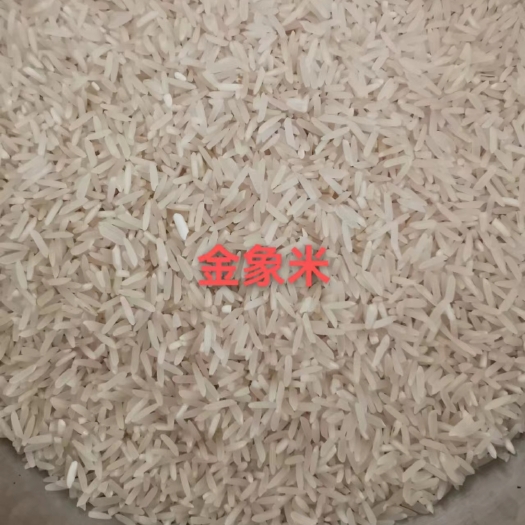 阳山县奥泰  金象水稻