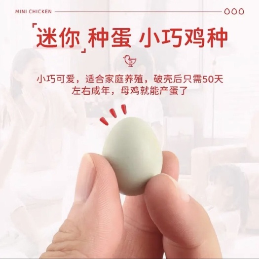 深圳网红迷你宠物芦丁鸡混色可孵化种蛋礼服瓦灰纯白等可自提或同城送