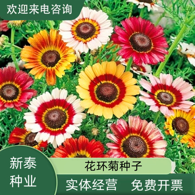 沭阳县花环菊种子花种籽子多年生混色三色菊花庭院盆栽花卉种籽四季易活
