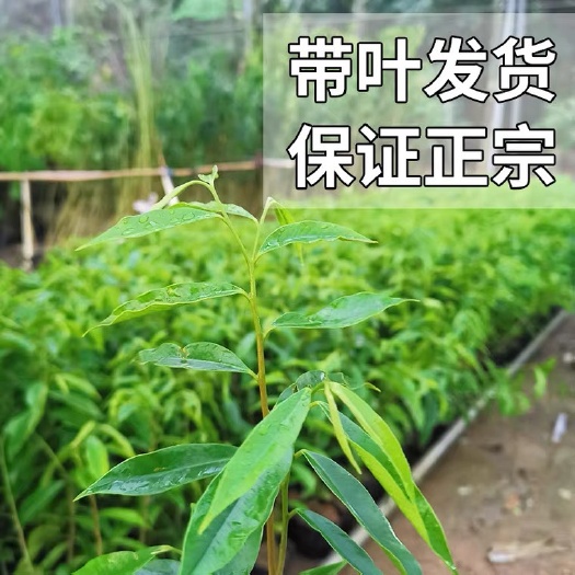 茂名嫁接奇楠沉香树苗白木沉香种子苗名贵药材树地栽盆栽带土