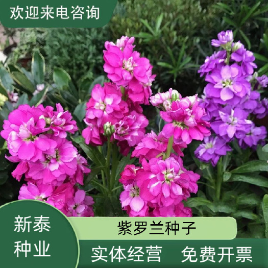 紫罗兰花种子多年 室内阳台盆栽易活易种花卉 春播夏播秋播花种